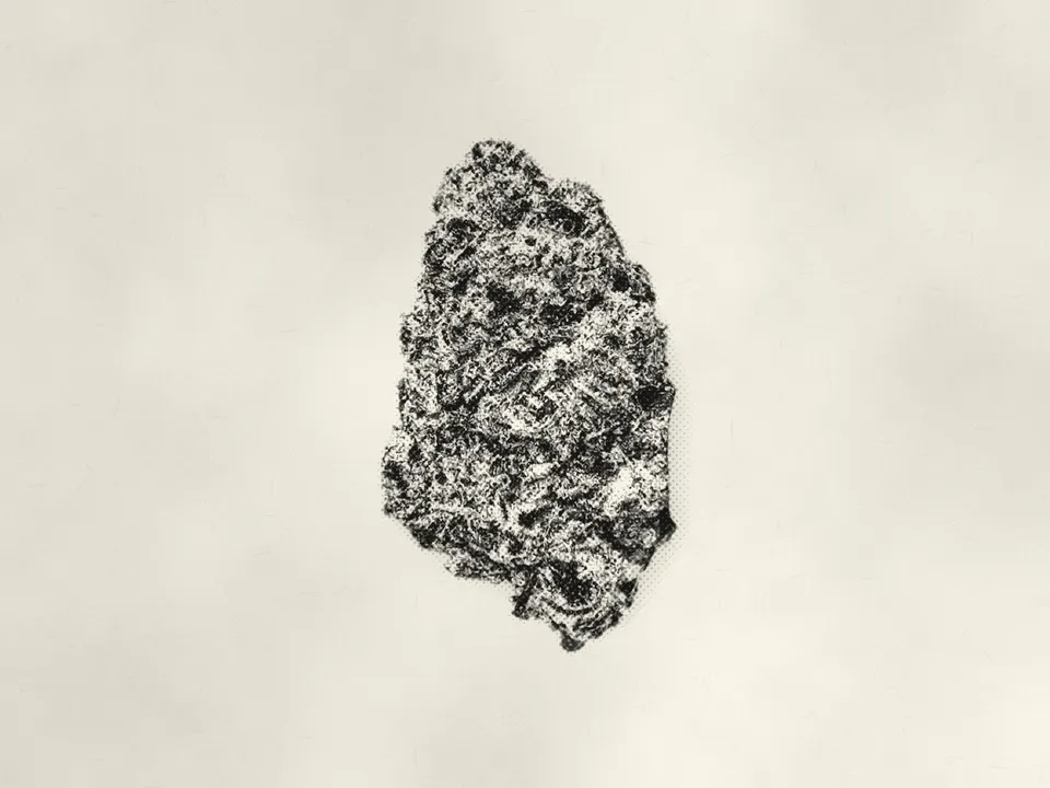 Archive Runtz THCA flower bud, printed in halftone