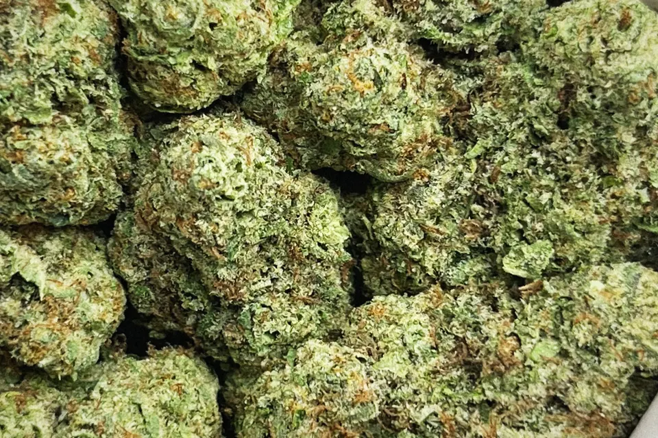 Biscotti Cream THCA flower as it came in, greenhouse