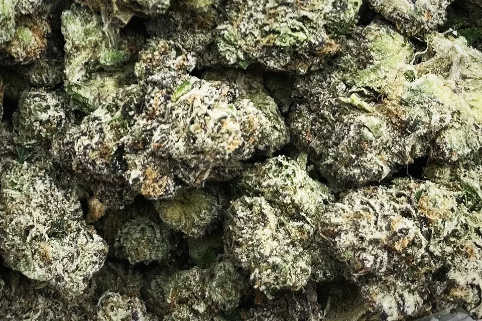 Blue Slushie THCA flower as it came in, indoor