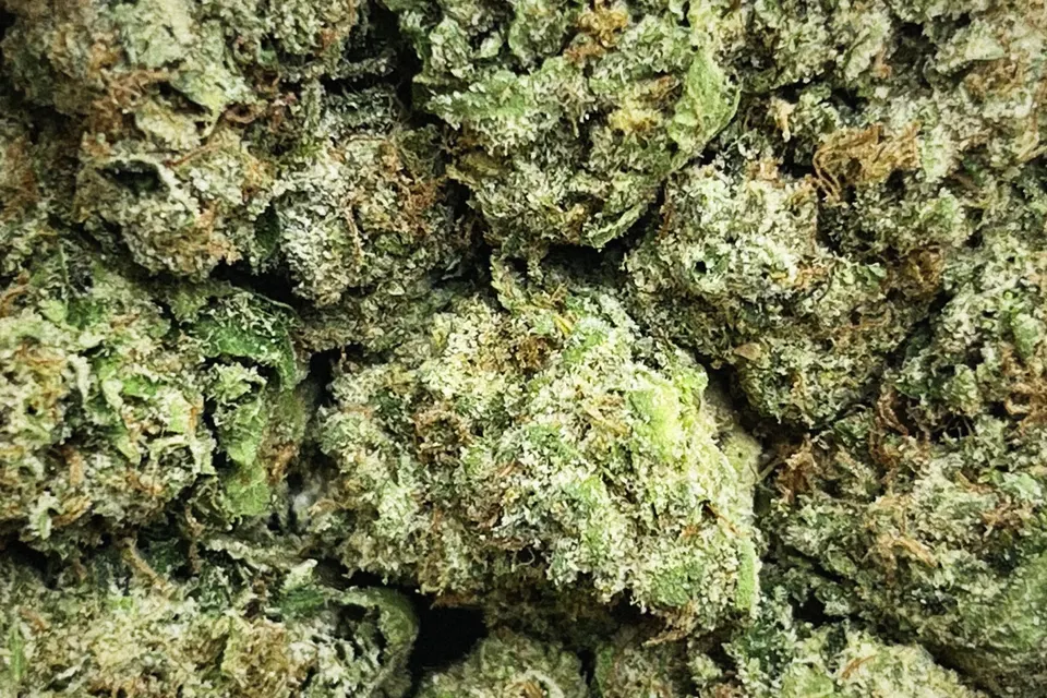 Caked Up Candy THCA flower as it came in, greenhouse