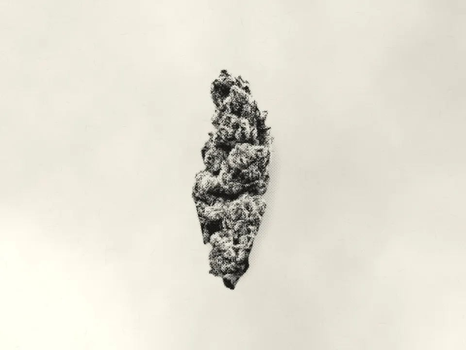 Cherry Cream Float THCA flower bud, printed in halftone