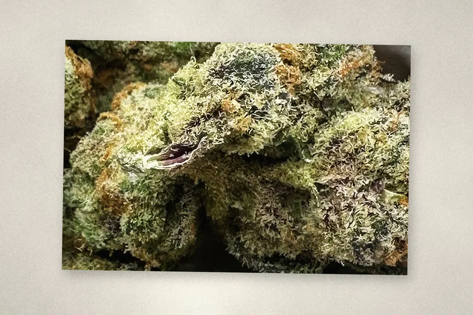 Cherry Cream Float THCA flower as it came in, indoor