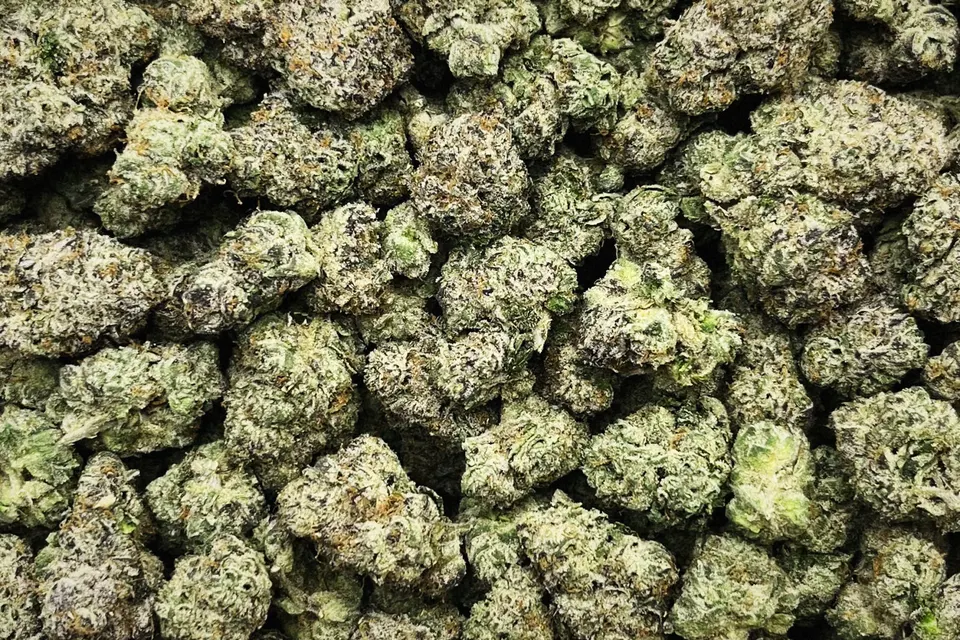 Cherry Slushie THCA flower as it came in, indoor