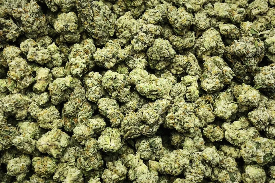 Cream Smoothie THCA flower as it came in, indoor