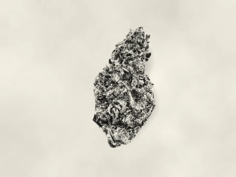 Cream Smoothie THCA flower bud, printed in halftone