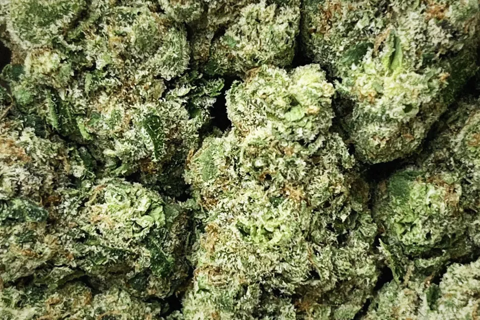 Donny Burger THCA flower as it came in, greenhouse