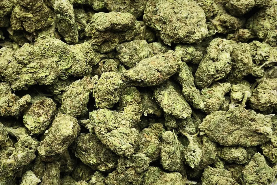 English Tea THCA flower as it came in, greenhouse