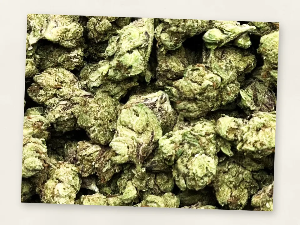 Gelato 33 THCA flower bud, close up