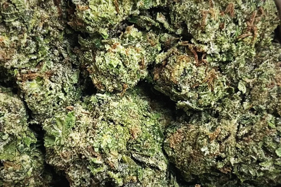 Gelato 41 THCA flower as it came in, light-dep