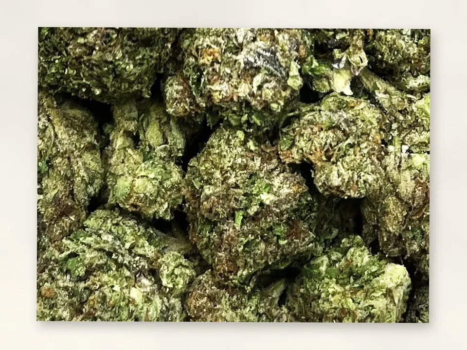 Gelato 41 THCA flower bud, close up