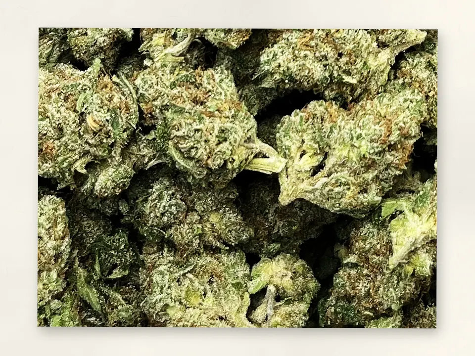 Glue Dawg THCA flower bud, close up