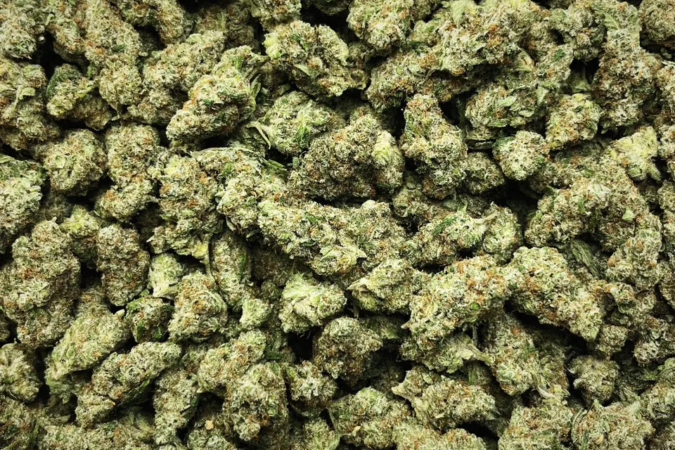 Glue Dawg THCA flower as it came in, greenhouse