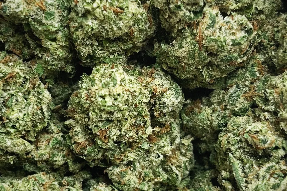Gorilla Funk THCA flower as it came in, greenhouse