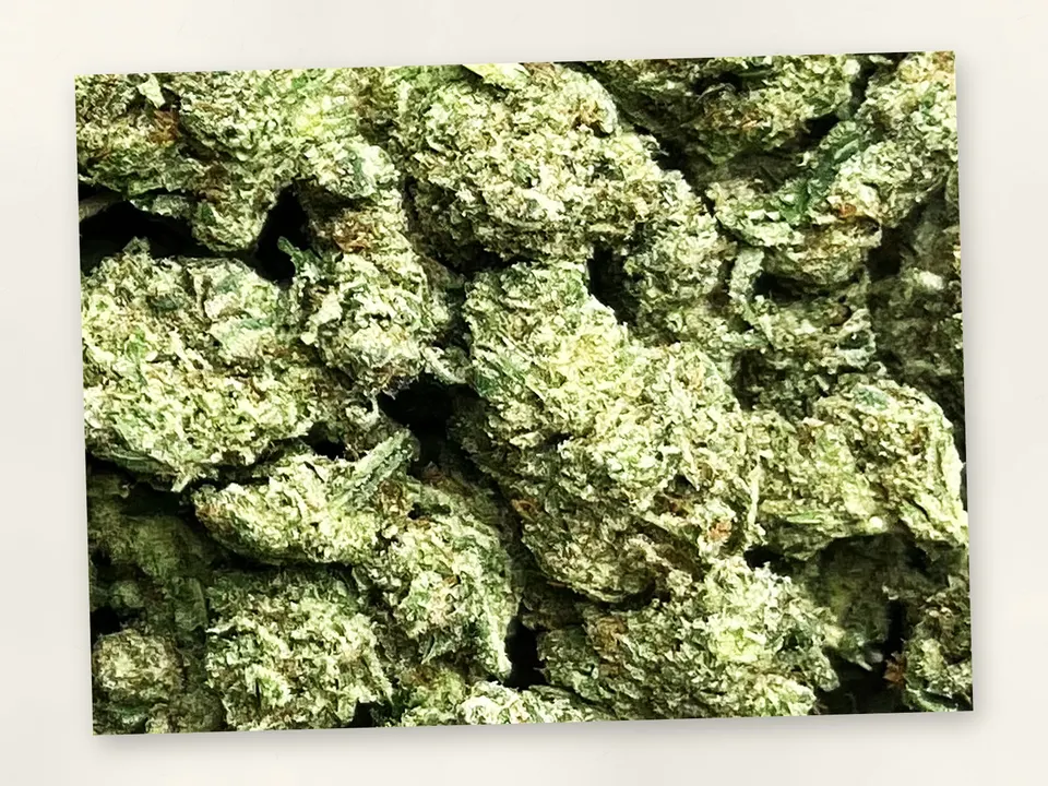 Gorilla Funk THCA flower bud, close up
