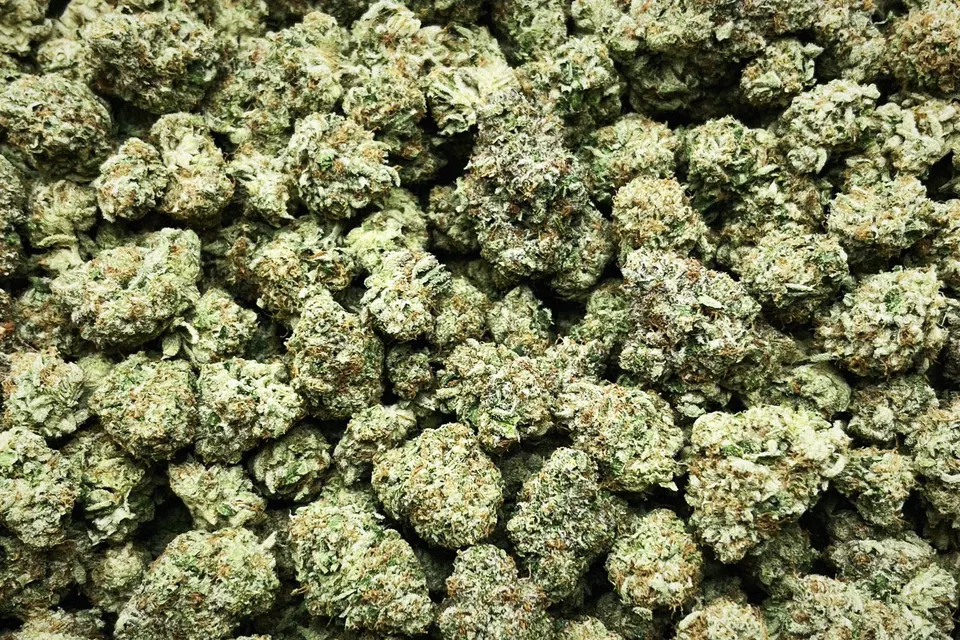 Lemon Mintz THCA flower as it came in, indoor
