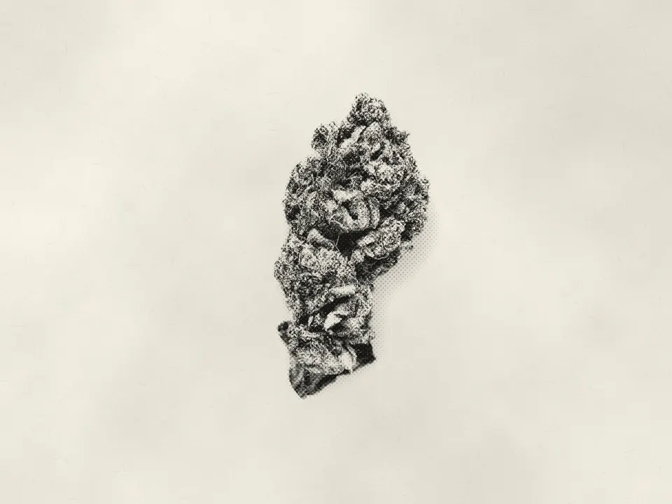 Lipsmackers THCA flower bud, printed in halftone