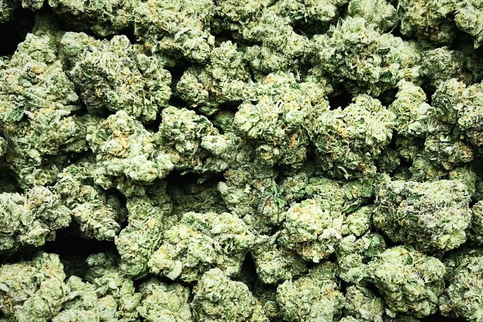 London 41 THCA flower as it came in, indoor