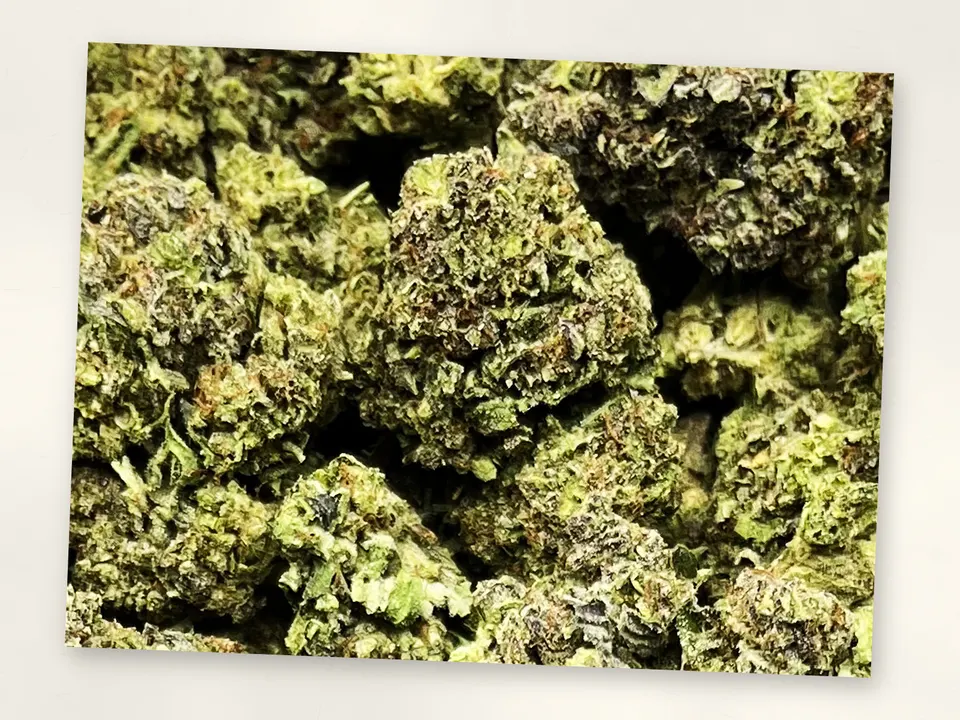 Modified Sunset THCA flower bud, close up