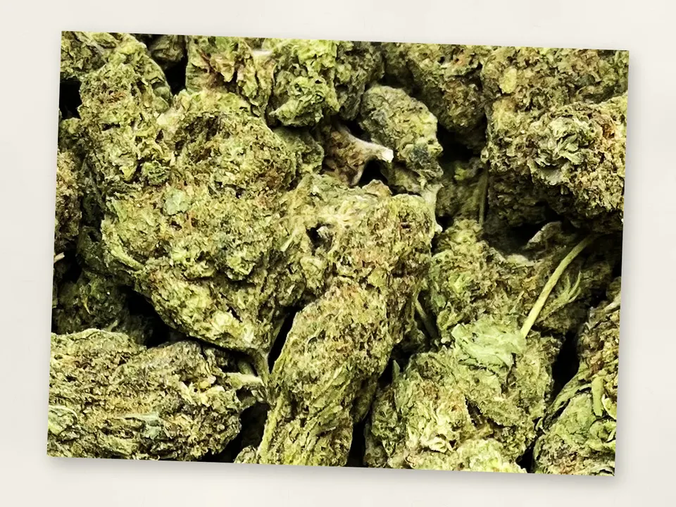 Motor Head THCA flower bud, close up