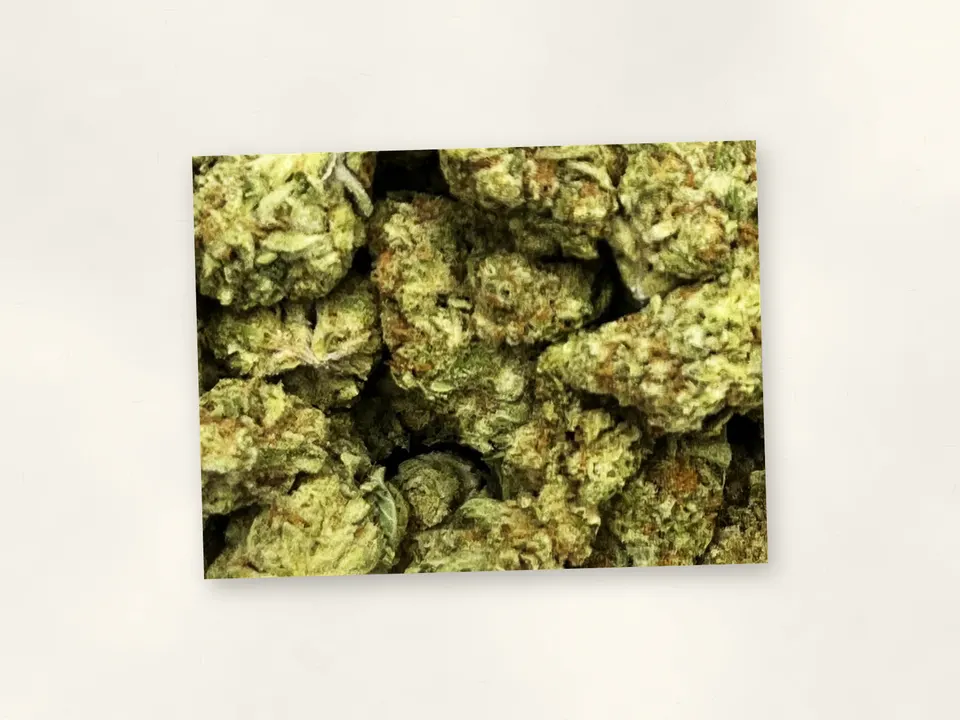 Papaya Punch THCA flower bud, close up
