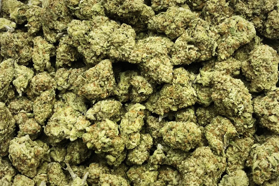 Papaya Punch THCA flower as it came in, greenhouse