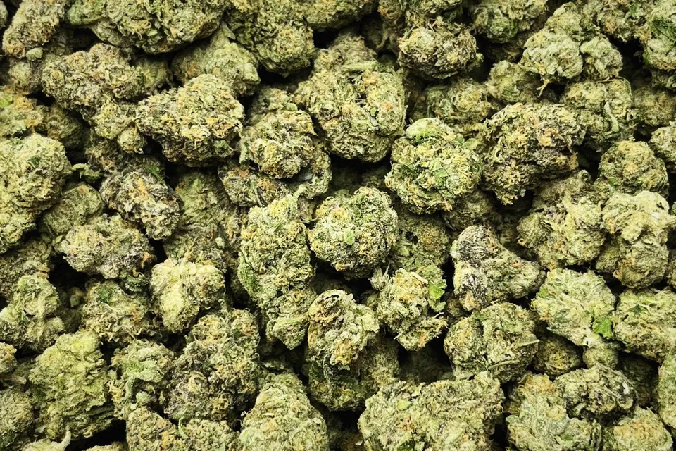 Pheno Hunt THCA flower as it came in, indoor