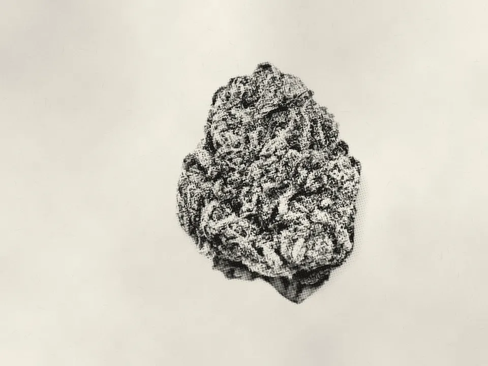 Pheno Hunt THCA flower bud, printed in halftone