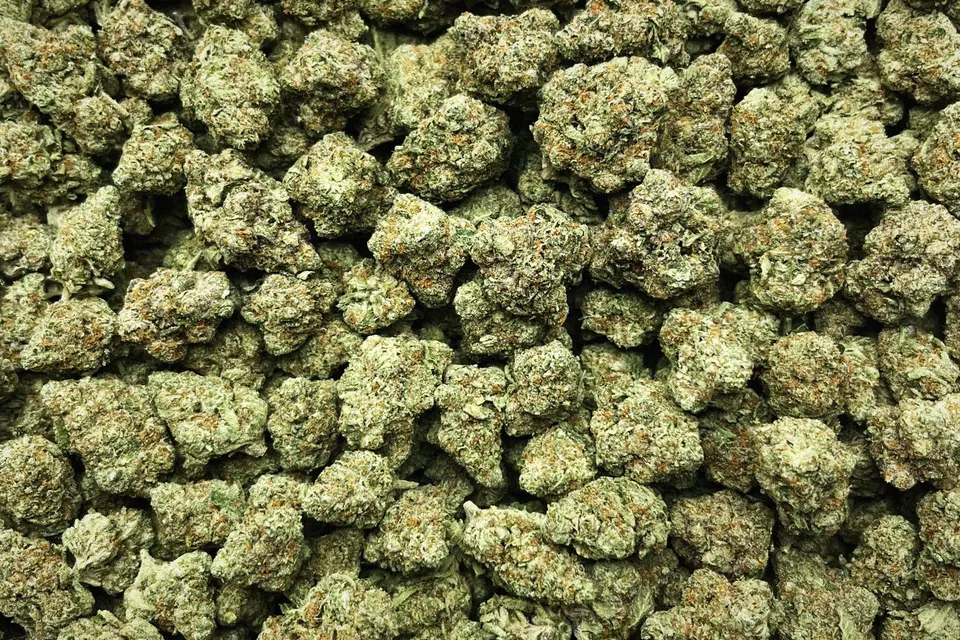 Pineapple Express THCA flower as it came in, indoor