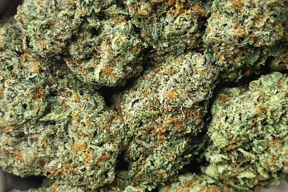 Pineapple Supreme THCA flower as it came in, indoor