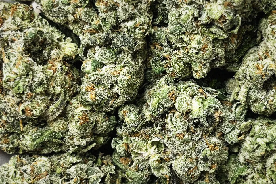 Platinum Lemon Gelato THCA flower as it came in, indoor