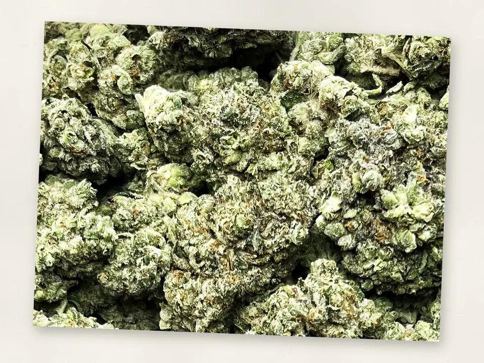 Platinum Lemon Gelato THCA flower bud, close up