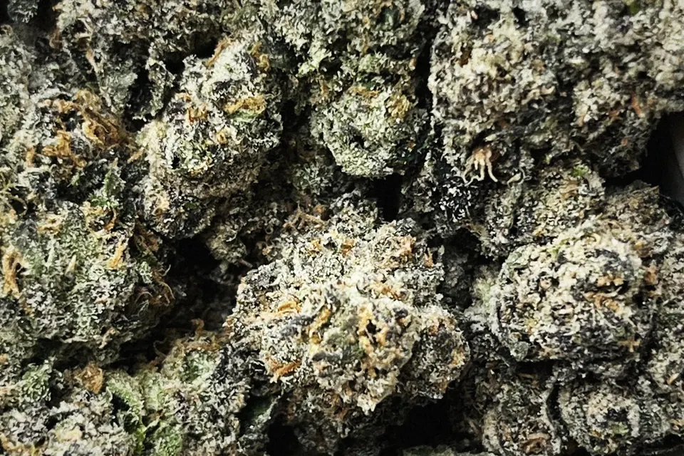 Red Lemon THCA flower as it came in, indoor