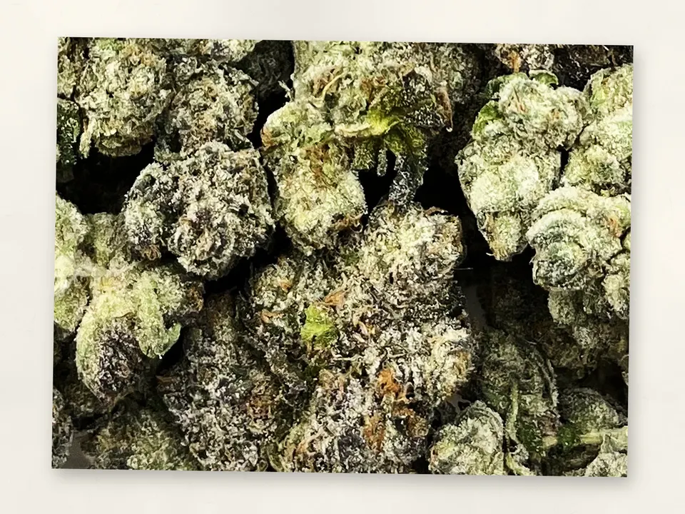 Red Lemon THCA flower bud, close up