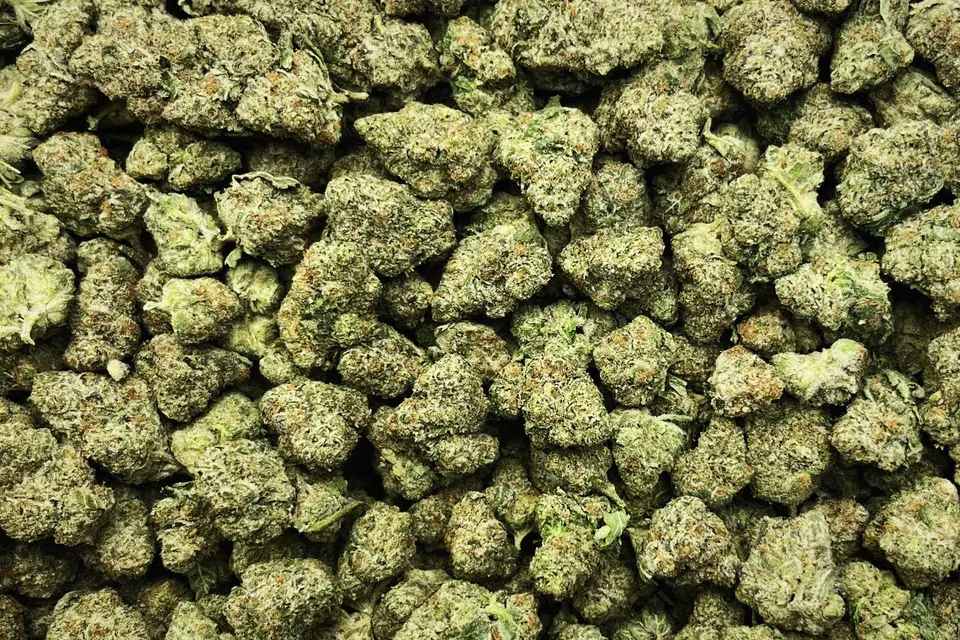 Rocket Pops THCA flower as it came in, greenhouse