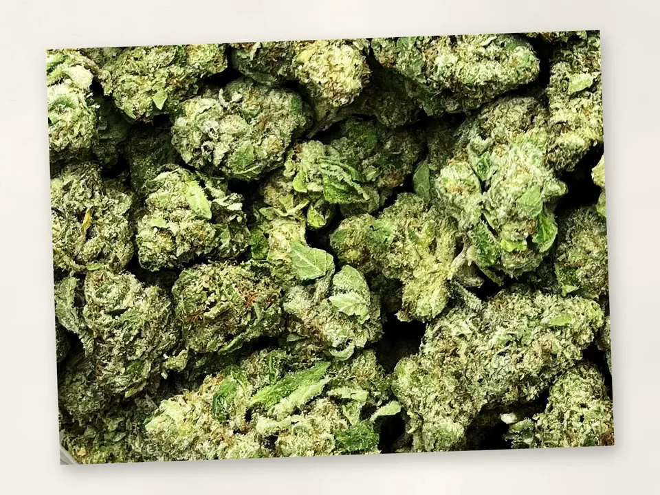 Sherpa 369 THCA flower bud, close up