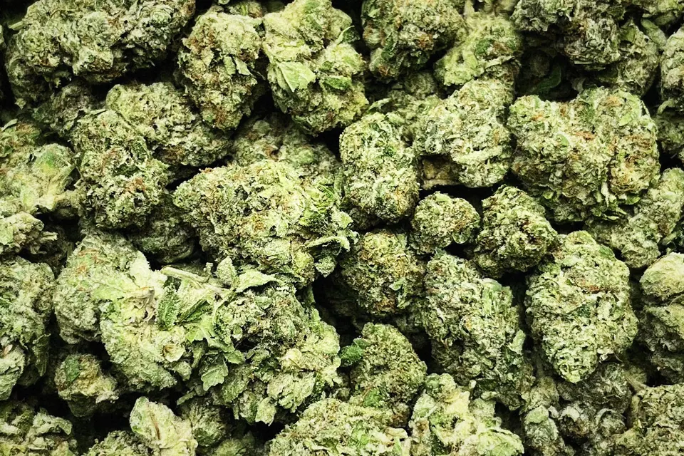 Sherpa 369 THCA flower as it came in, greenhouse