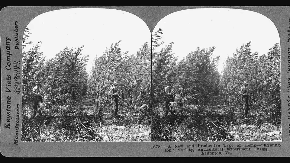 Historic stereograph of a hemp field