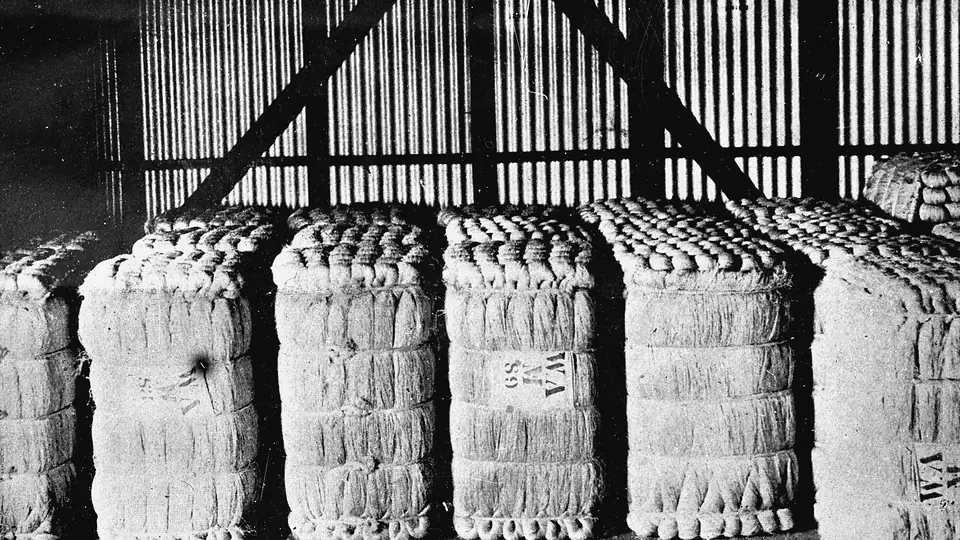 Historic photograph of stacked hemp bales