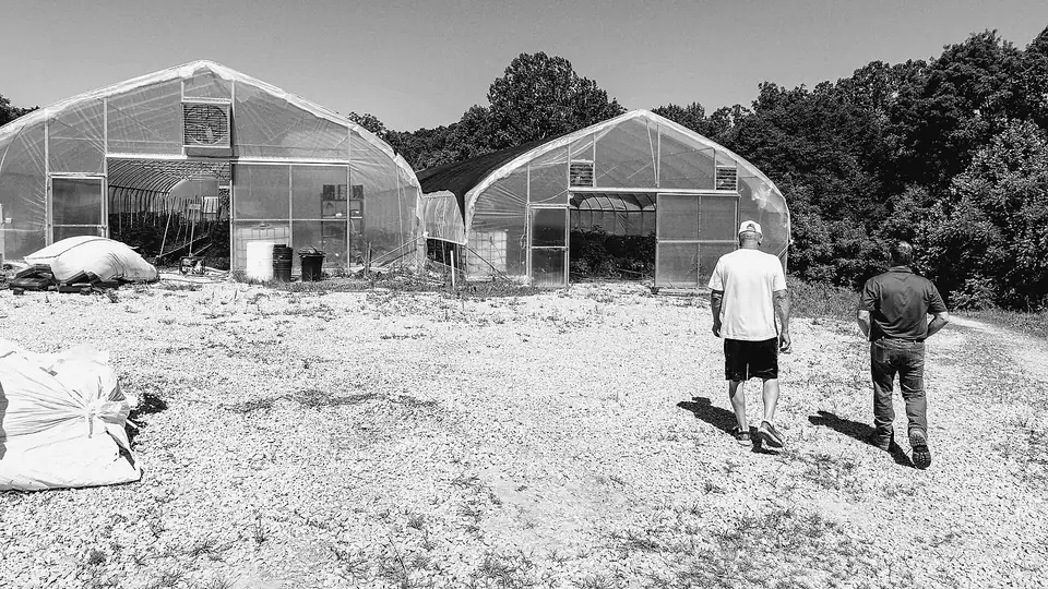 Two hoop greenhouses on a hemp farm
