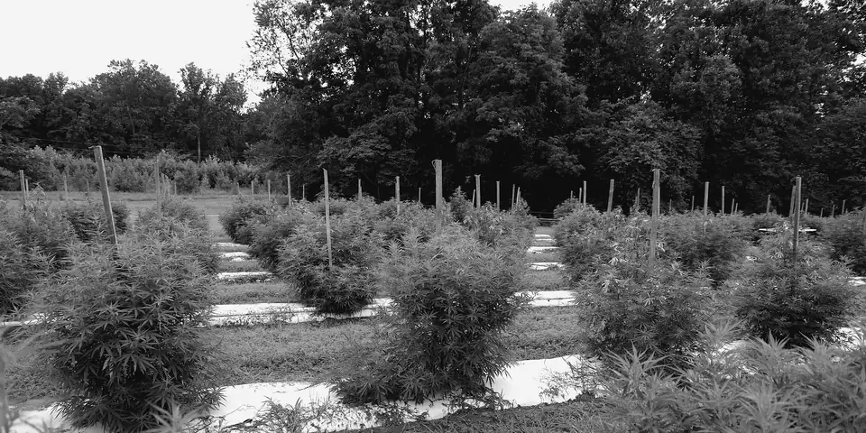 Rows of staked hemp plants on a farm