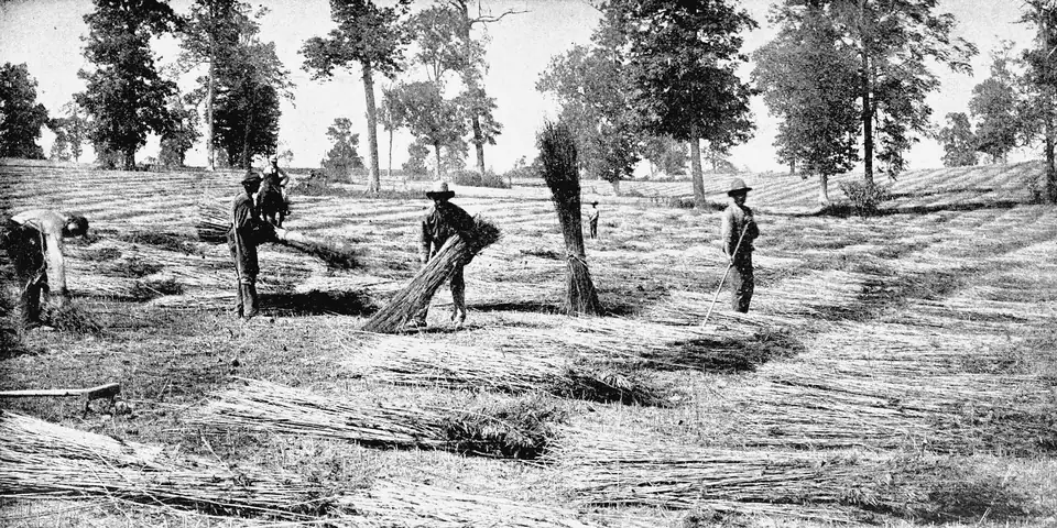 Historic photograph of workers spreading hemp in a Kentucky field