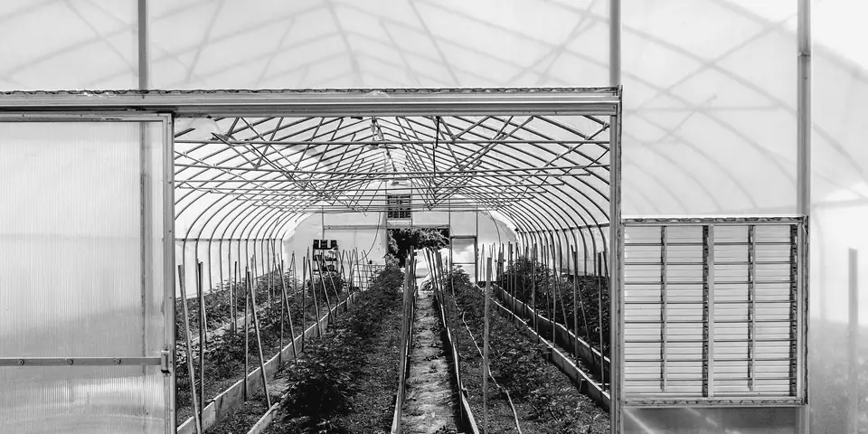 Open door of a hoop greenhouse with rows of hemp inside