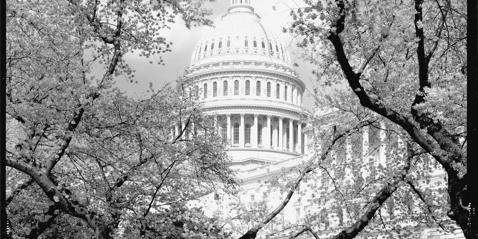 U.S. Capitol dome framed by cherry blossoms, black and white